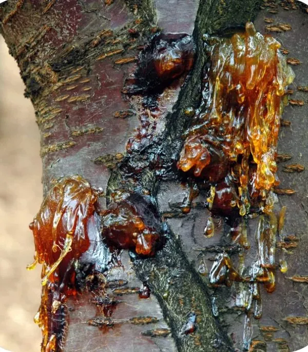 ham kohdasht propolis