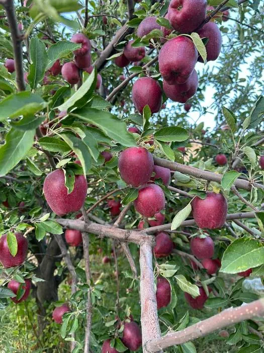 سیب رد دلیشز درجه 1 با کالیبر درخواستی سورت شده