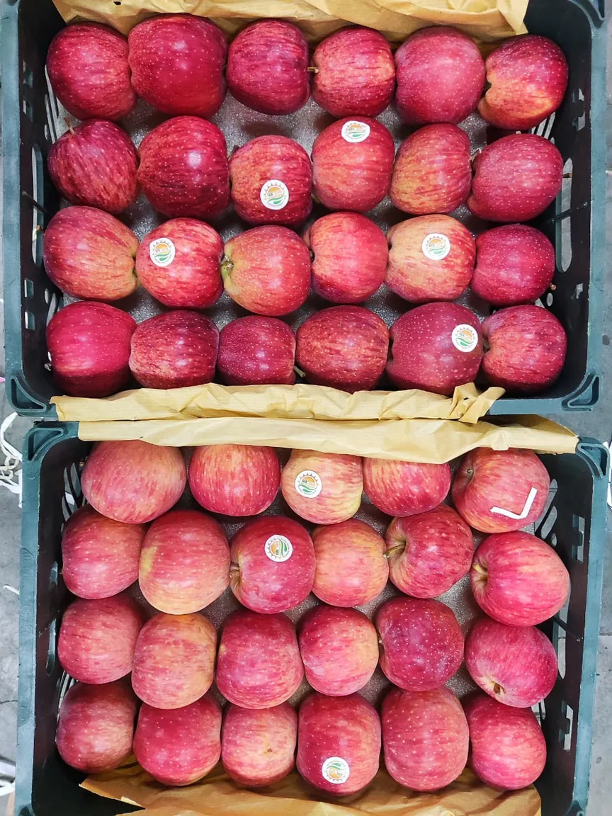 Top Grade Royal Gala Apple Fruits