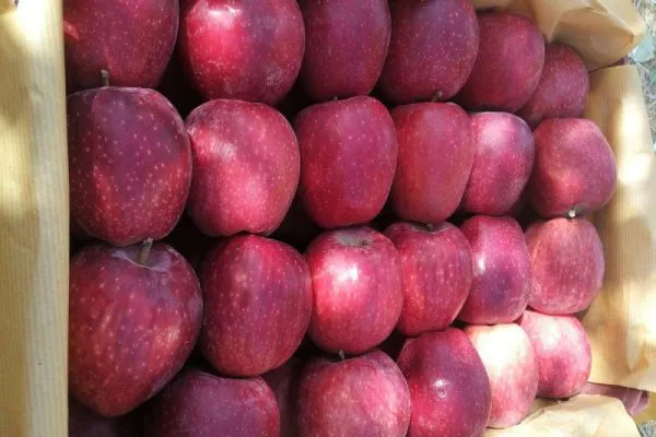 Shanoye red apple for export