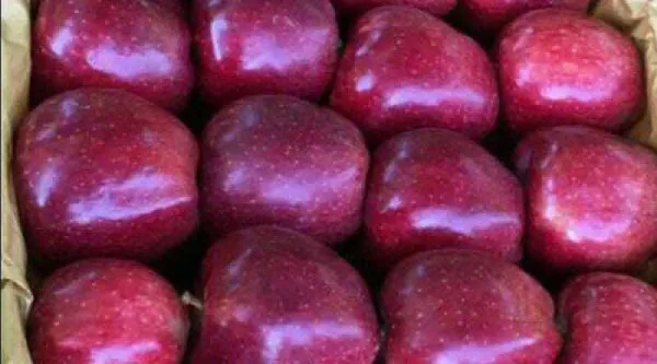 Shanoye red apple for export