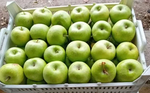 French green apple