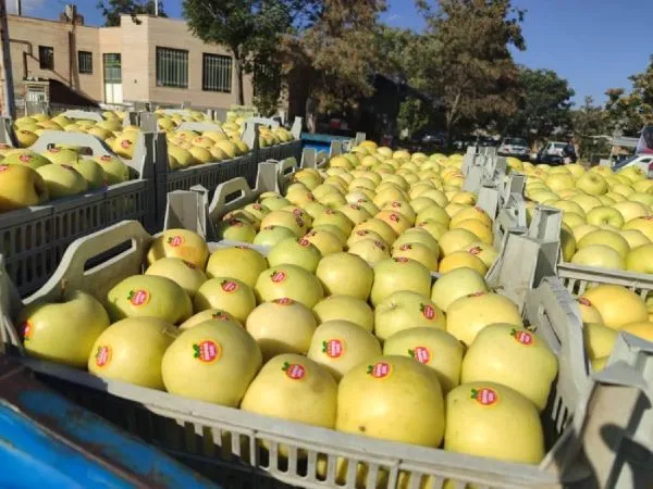 Shanoye yellow apple for export