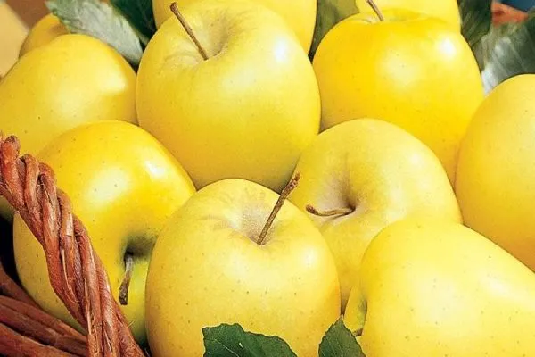 Shanoye yellow apple for export