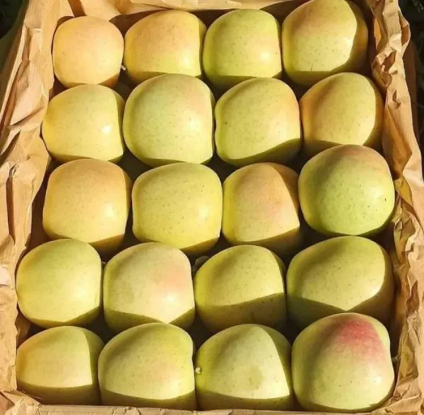 Shanoye yellow apple for export