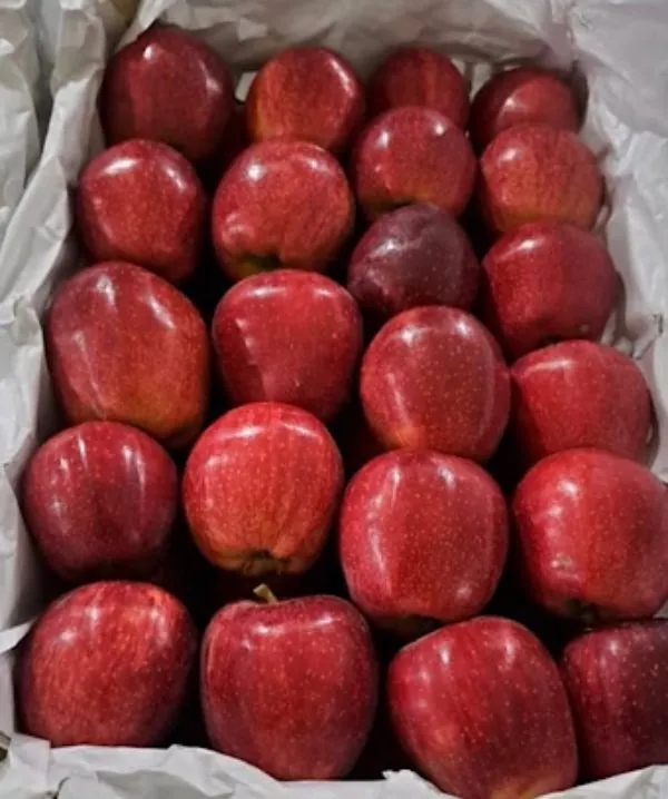 Export red apple