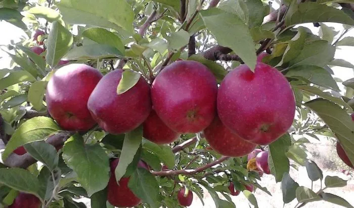 Super red and yellow apples