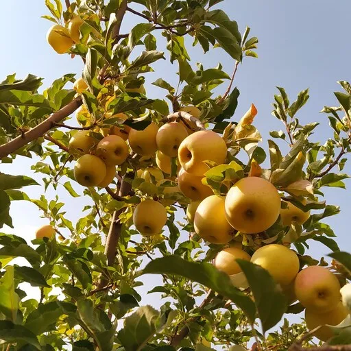 Super red and yellow apples