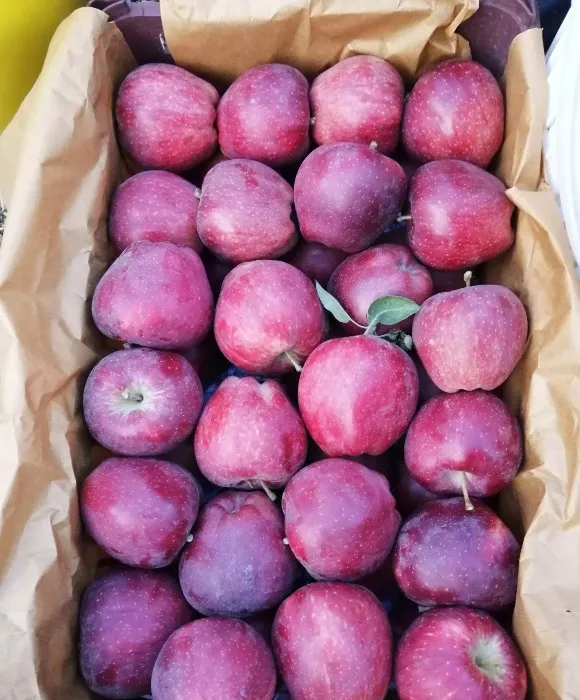 Red and white apples of Azerbaijan