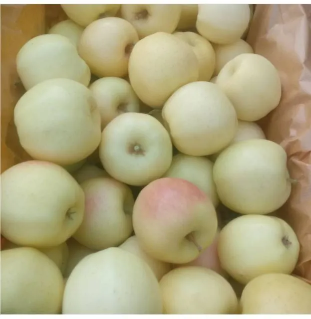 Padna white apple