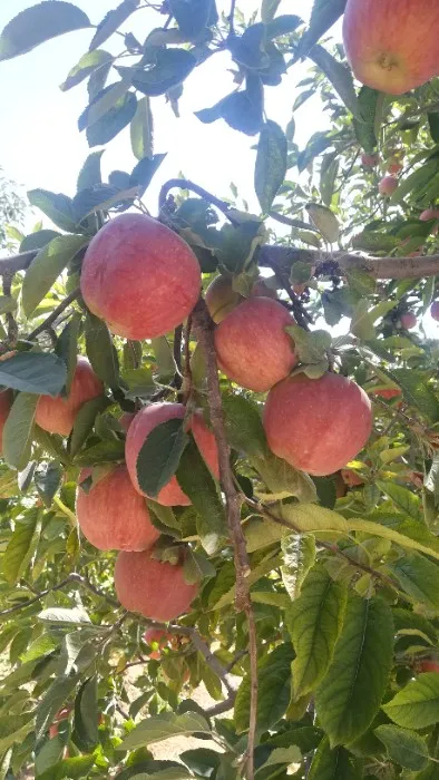 Damavand red apple