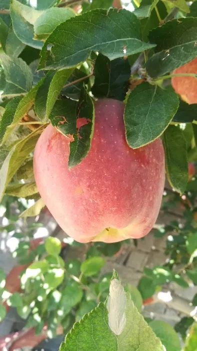 Damavand red apple