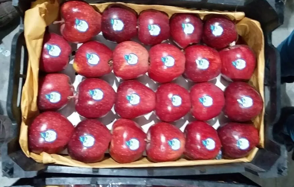 Damavand red apple