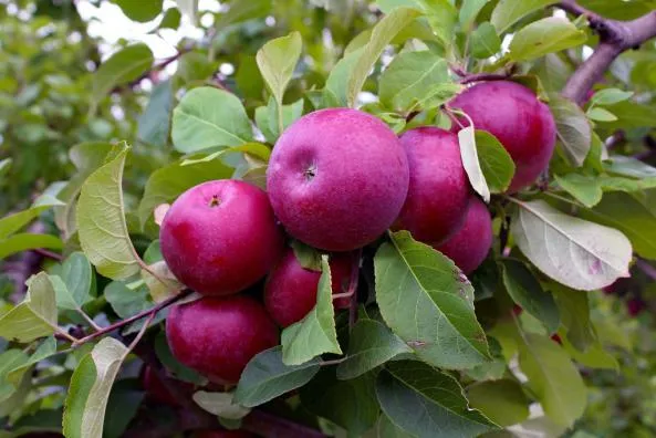 Damavand red apple