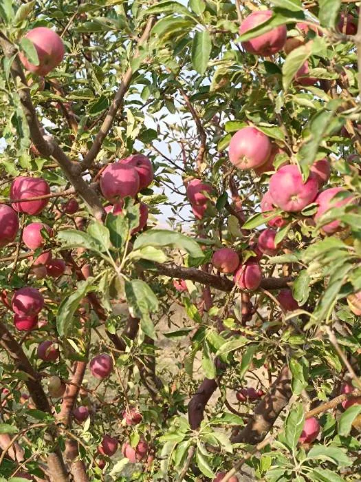 Sahand red and Lebanese apples