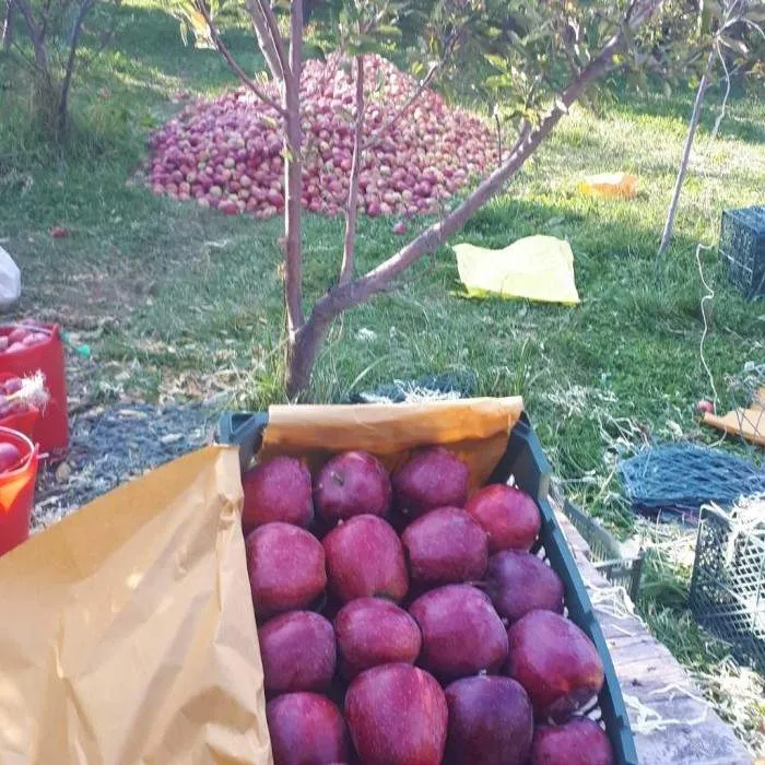 Sahand red and Lebanese apples