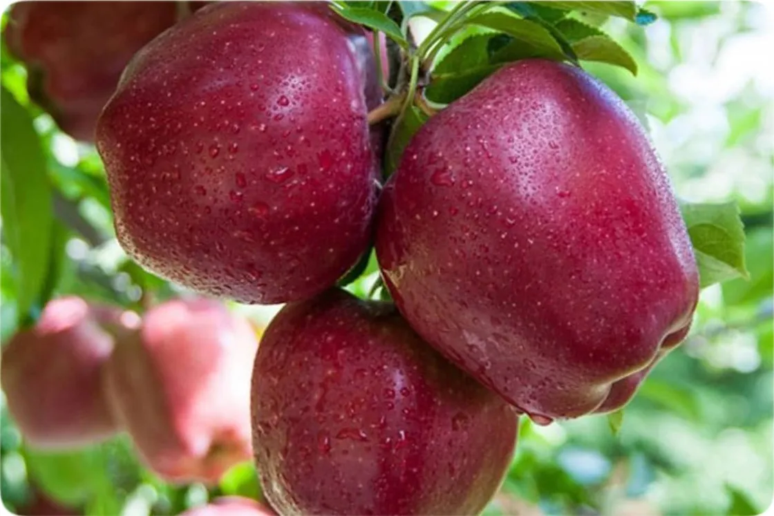 Sahand red and Lebanese apples